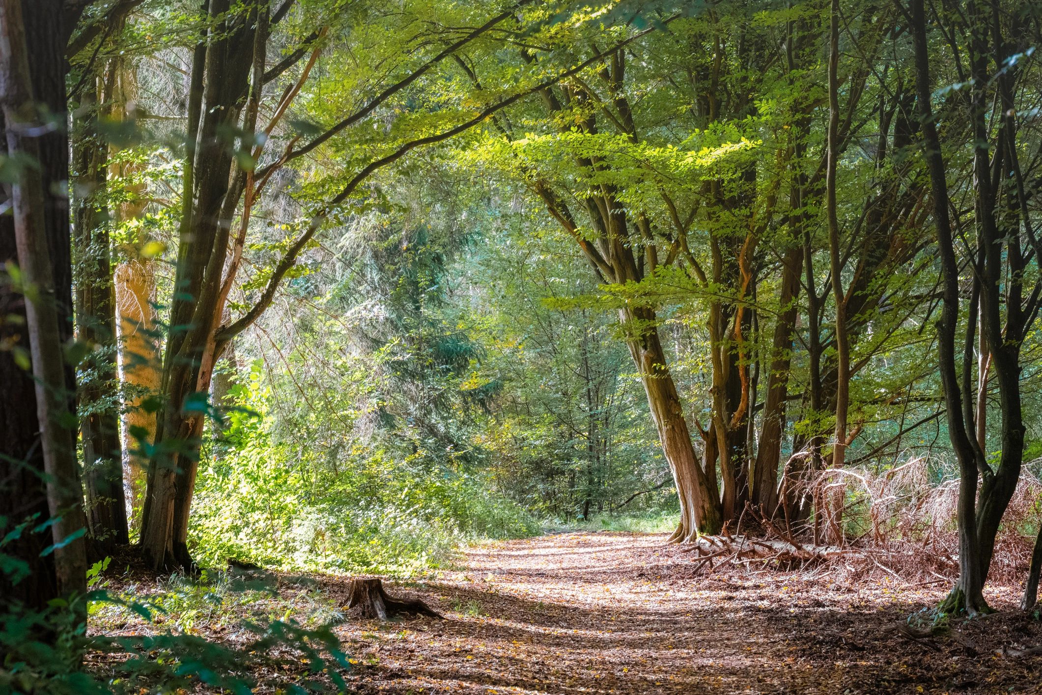 Sunlit path through a mixed forest